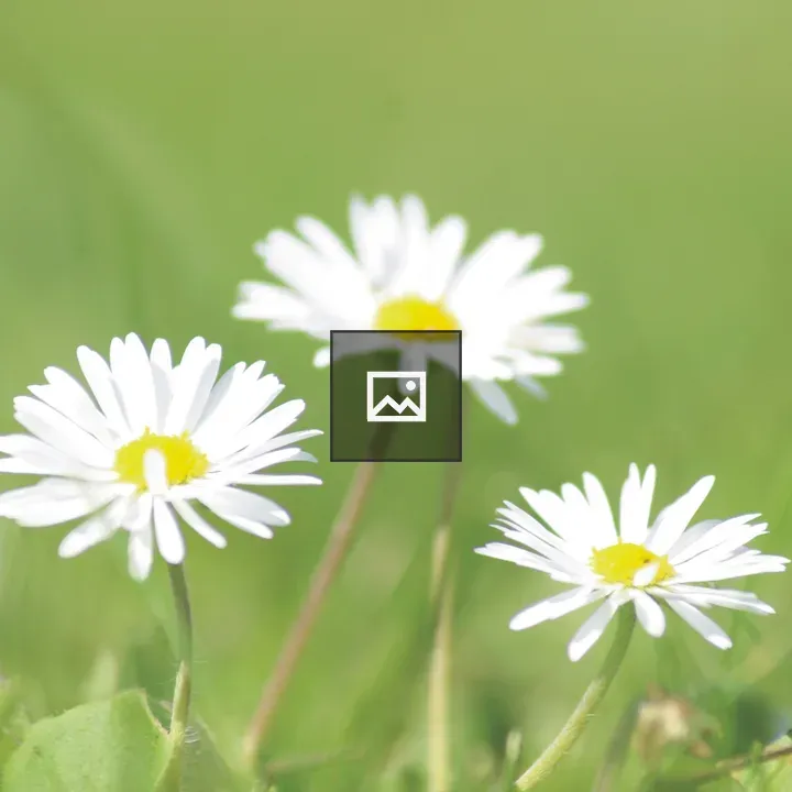 Daisies on Green Space