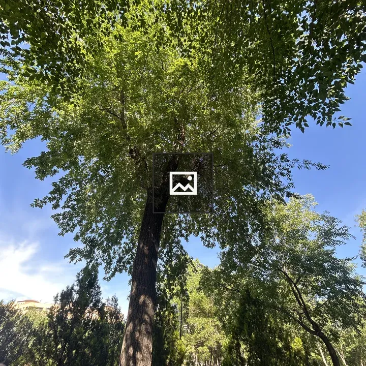 Tall tree with blue sky canopy