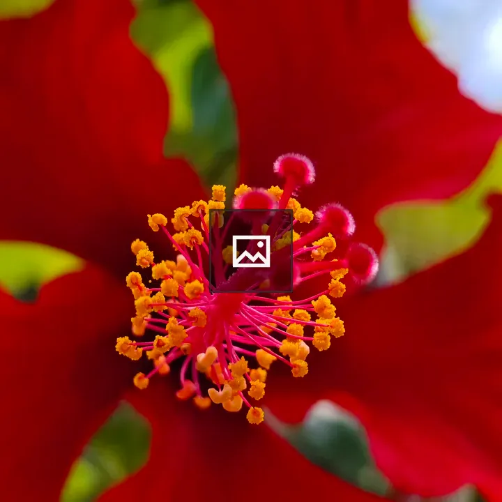 Hibiscus Close-Up