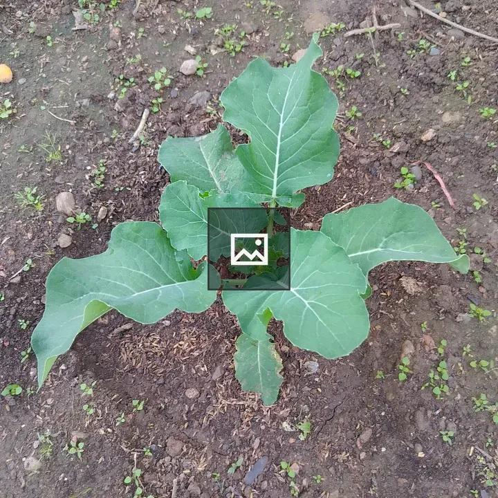 Young cauliflower plant