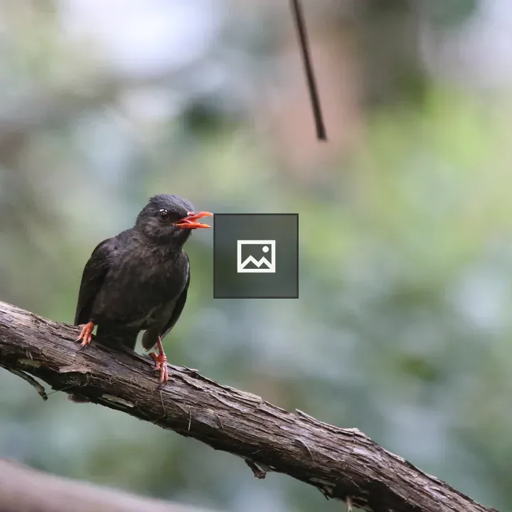Black bulbul on twig