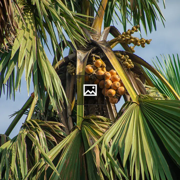 Coconut Tree with Orange Coconuts