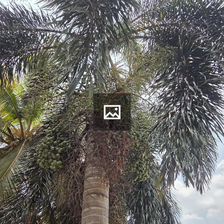 Tall palm tree with green fruit