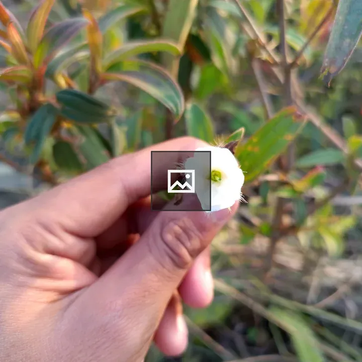 Hand with white flower