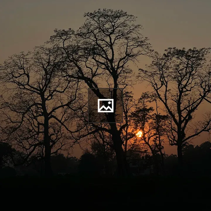 Silhouetted trees at sunset