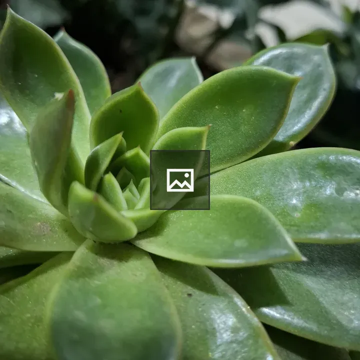 Green succulent close-up