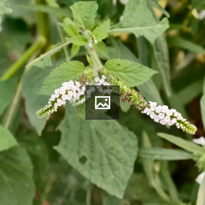 Small white flowers on green plant