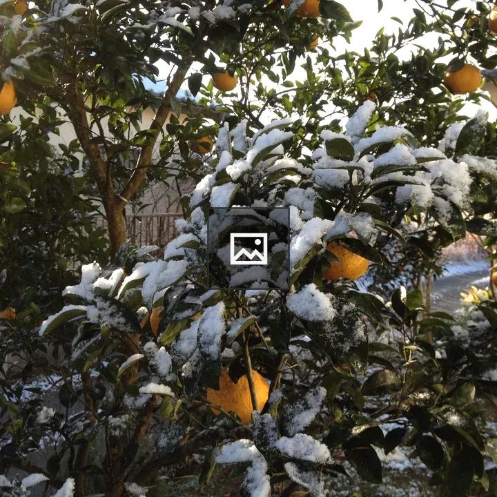 Snow on Tangerine Trees