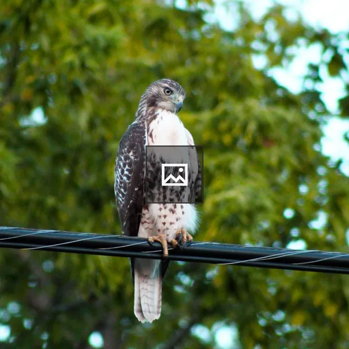 Red-tailed Hawk on a Wire