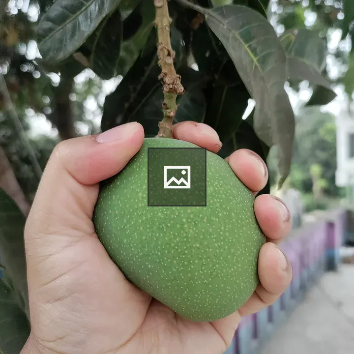 Hand holding a raw mango