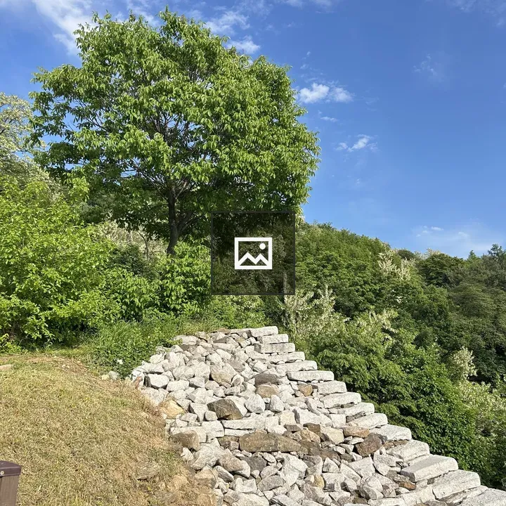 Lush green tree beside stone staircase