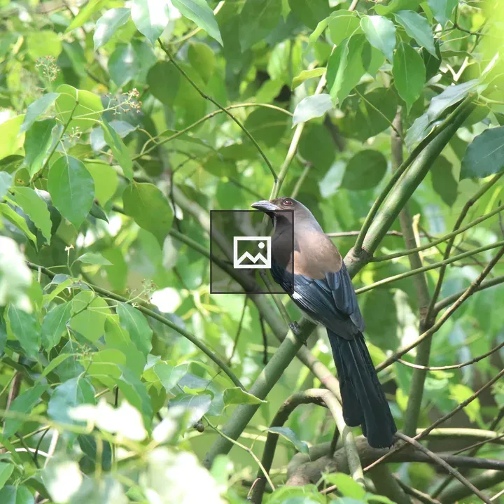 Grey Treepie on a Branch