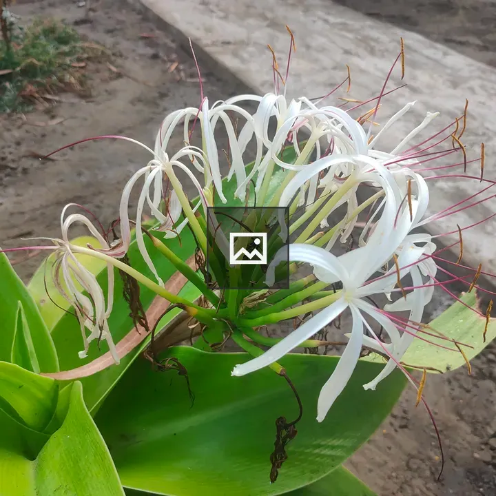 Spider lily with Muddy Ground