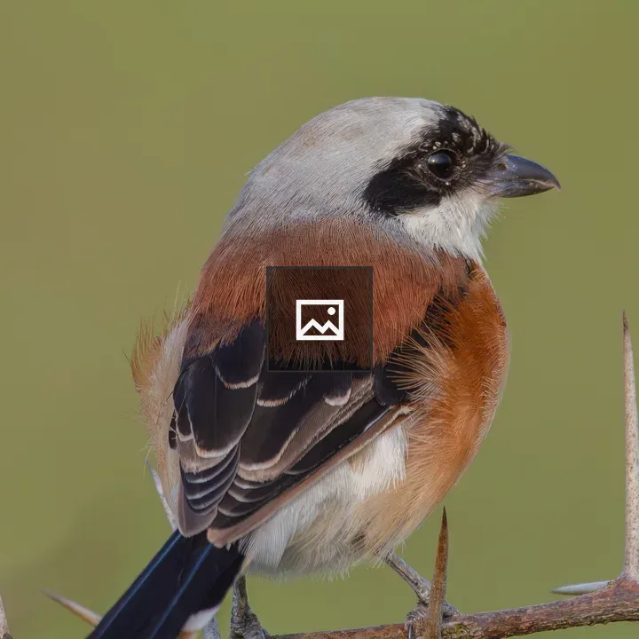 Bay-backed Shrike on Thorny Branch