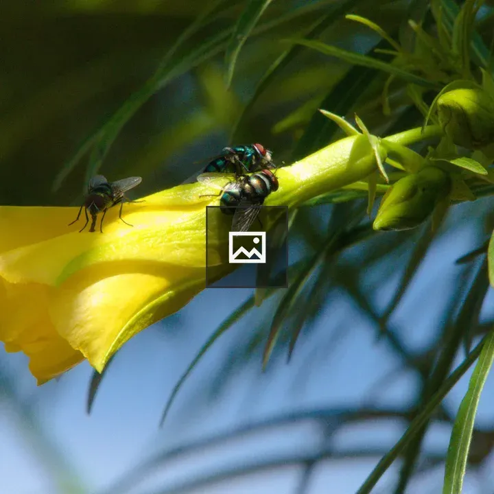 Flies on Yellow Flower Close-Up