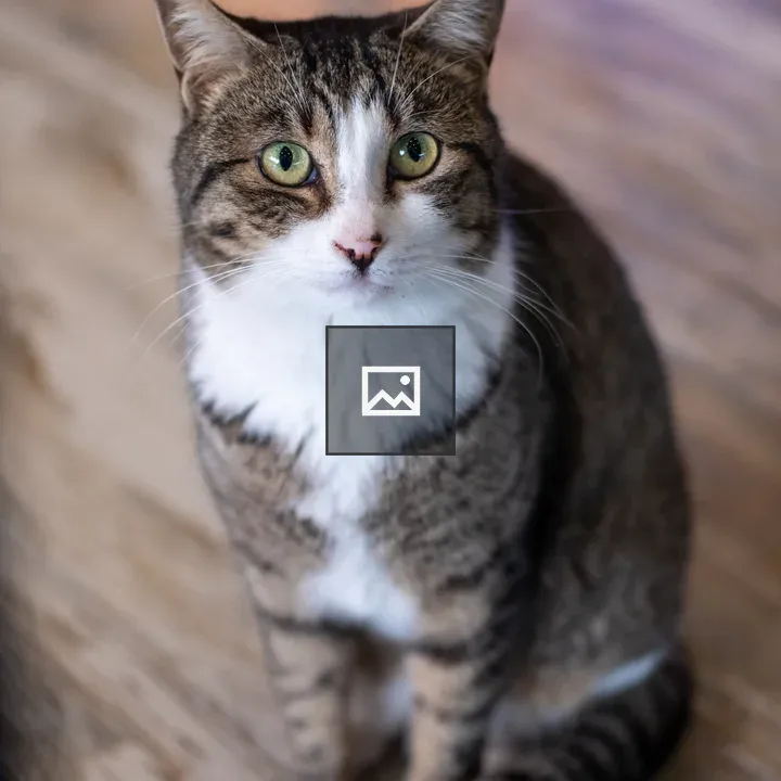 Domestic tabby cat portrait
