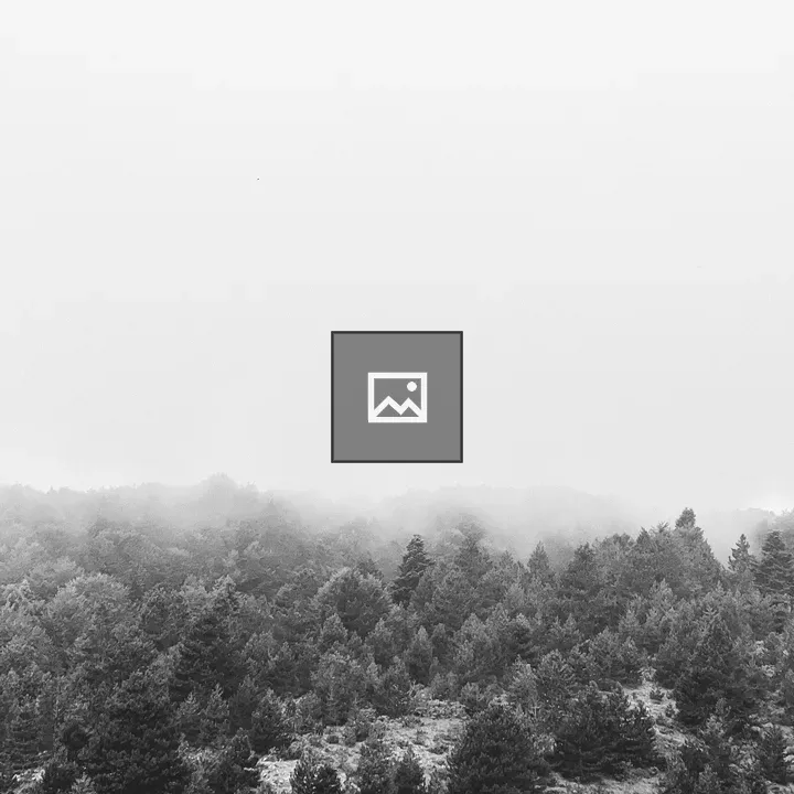 Overhead Pine Forest in Winter