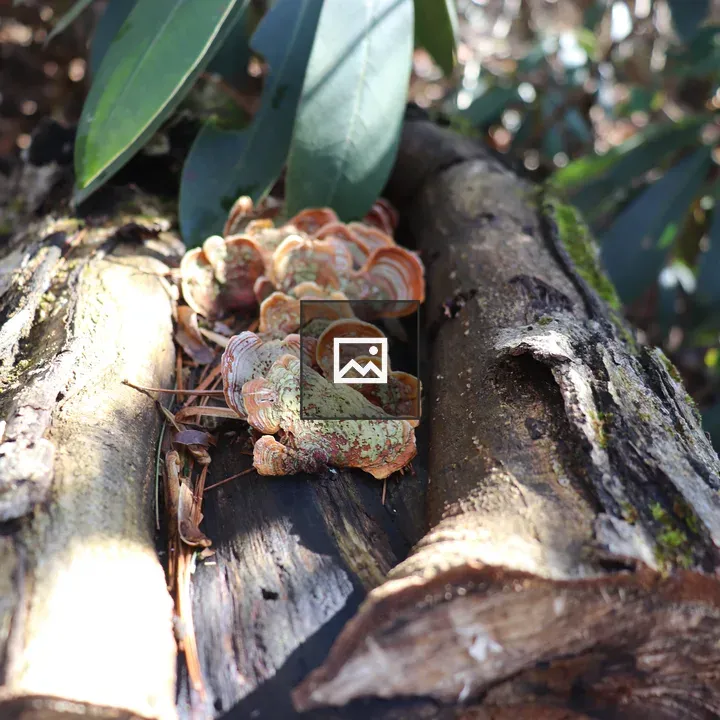 Mushrooms on log