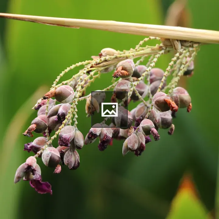 Close-up of purple and green flower buds