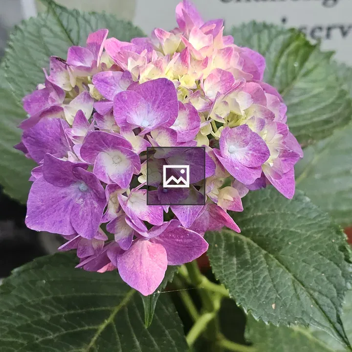 Pink and White Hydrangeas