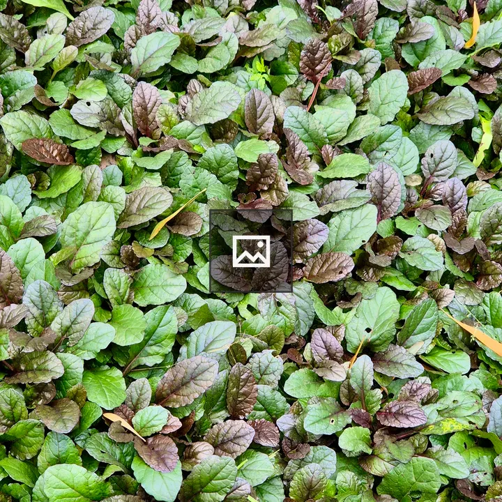 Ground cover at Botanical Garden