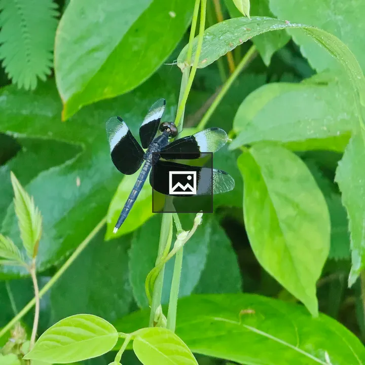 Black dragonfly with white wing markings
