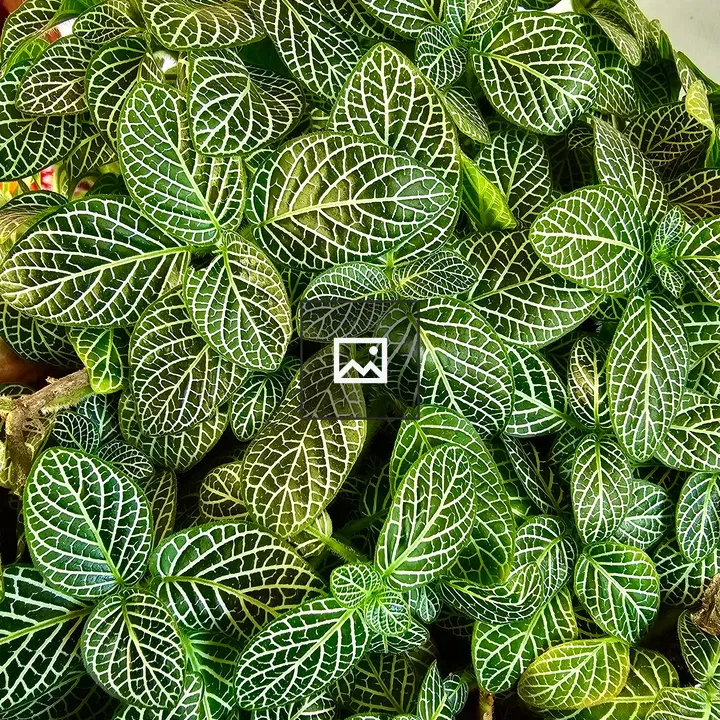 Close view of Fittonia leaf