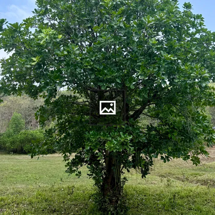 Tall leafy tree in open field