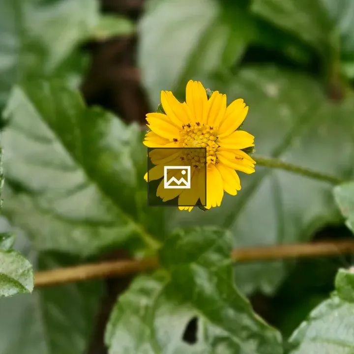 Single yellow wildflower