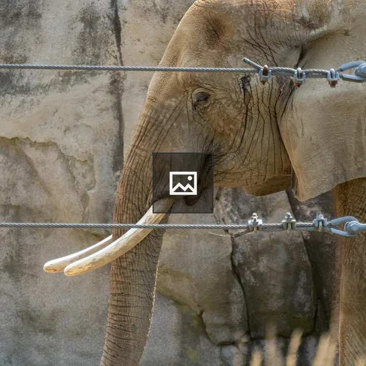 Elephant side profile