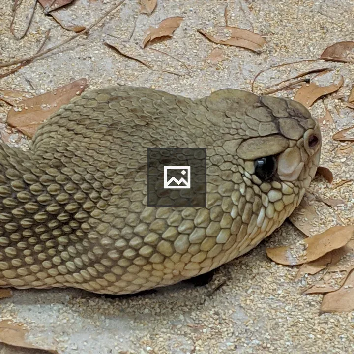 Rattlesnake Head