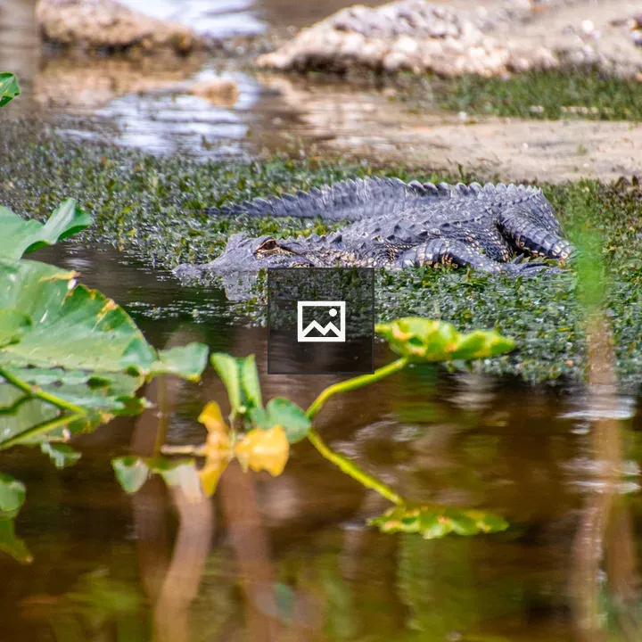 Small alligator by the lake shoreline