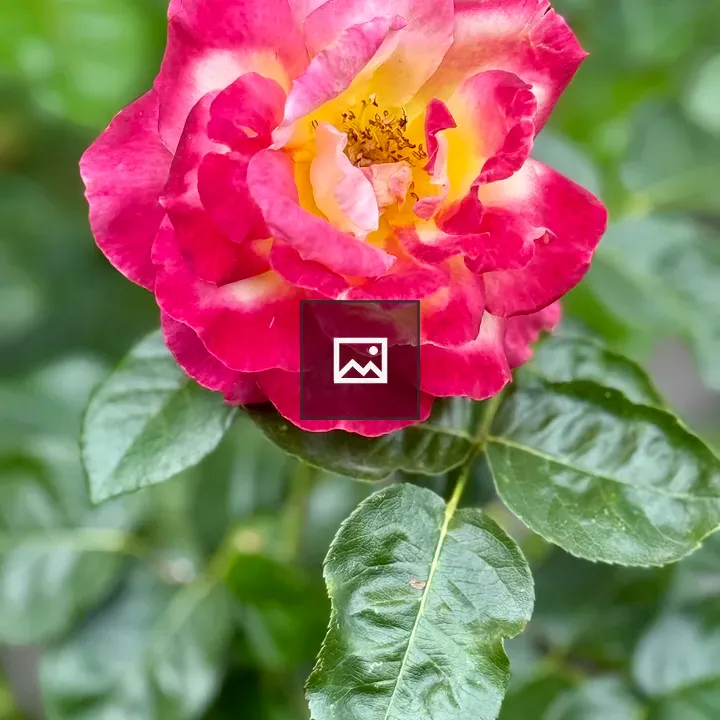 Red and Yellow Rose in Bloom