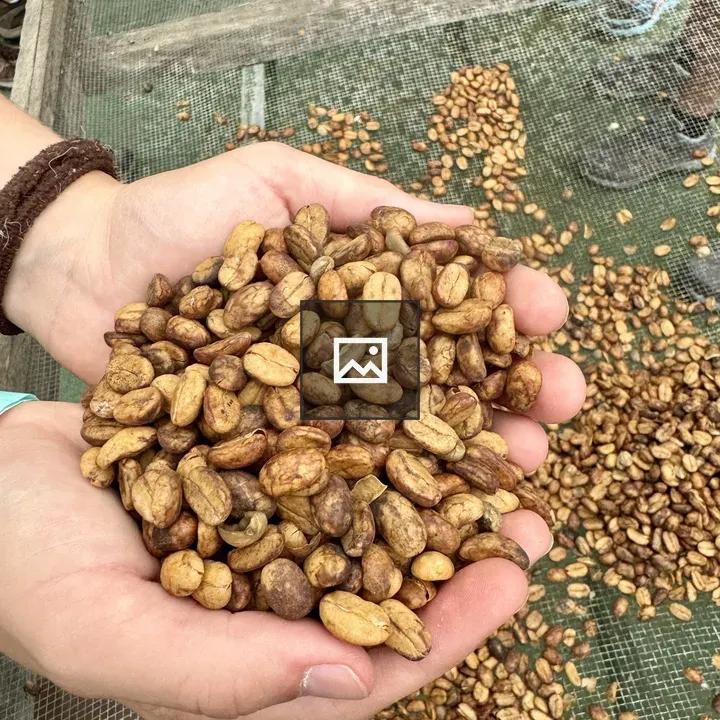 Hands with coffee beans