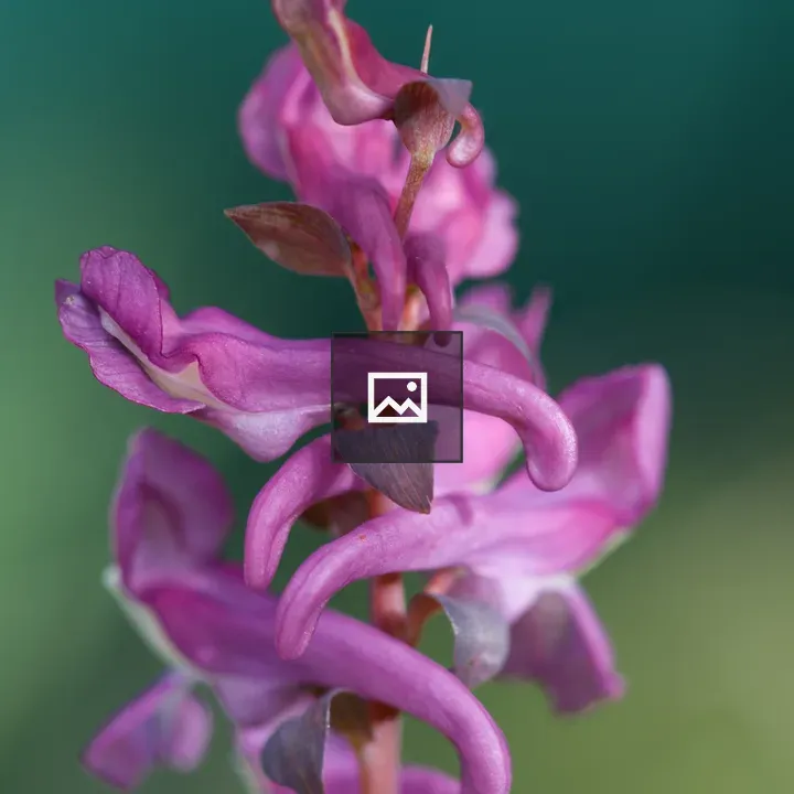 Corydalis inflorescence on blue-green