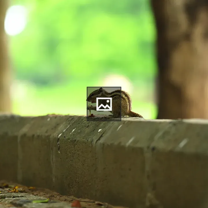 Squirrels in Landscape