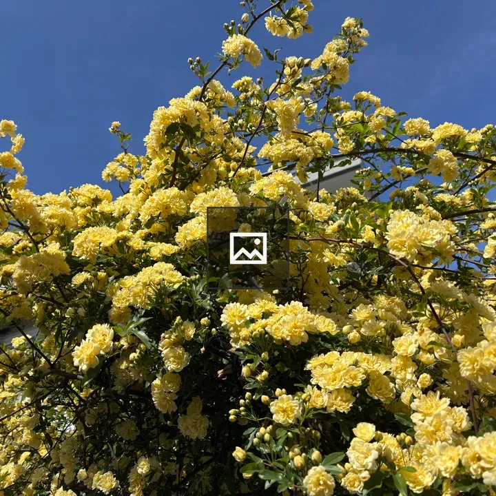 Yellow Flower Display