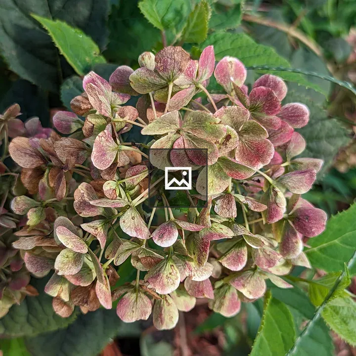 Hydrangea Leaves in Green and Red