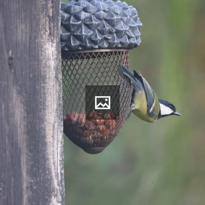 Great Tit at Acorn Feeder