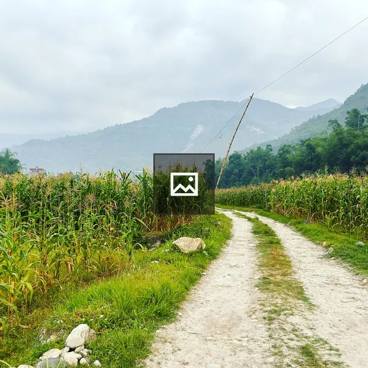 Maize Field Greenery Near Syangja