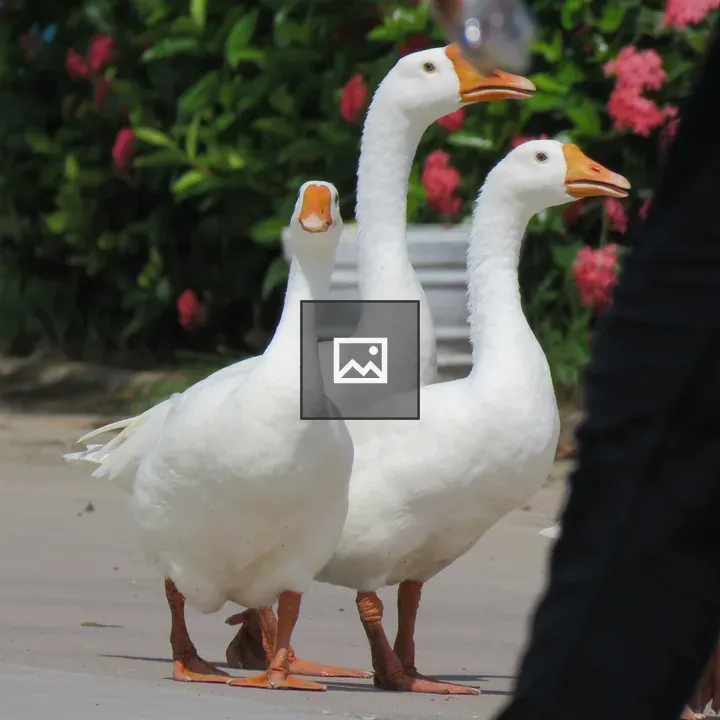 Three Duck Walk