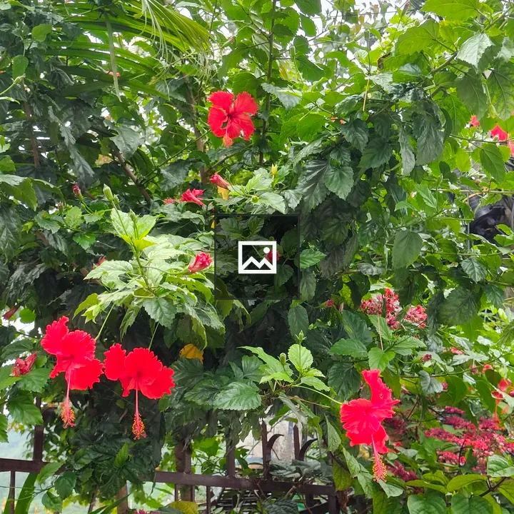 Red Hibiscus in Garden