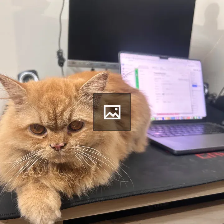 Orange cat on desk looking at camera