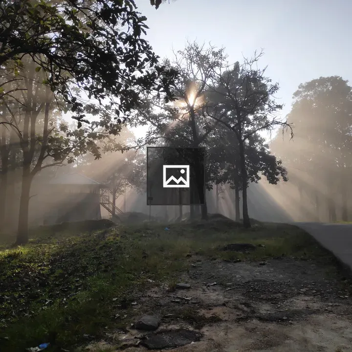 Morning sun through trees