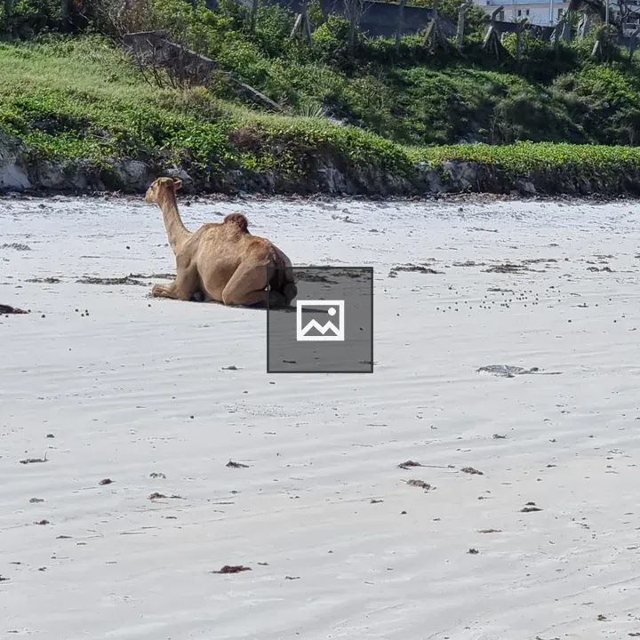Two camels on sandy beach