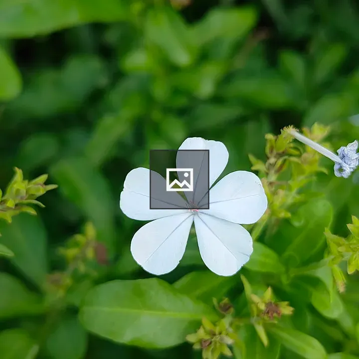 White-petaled flower close-up