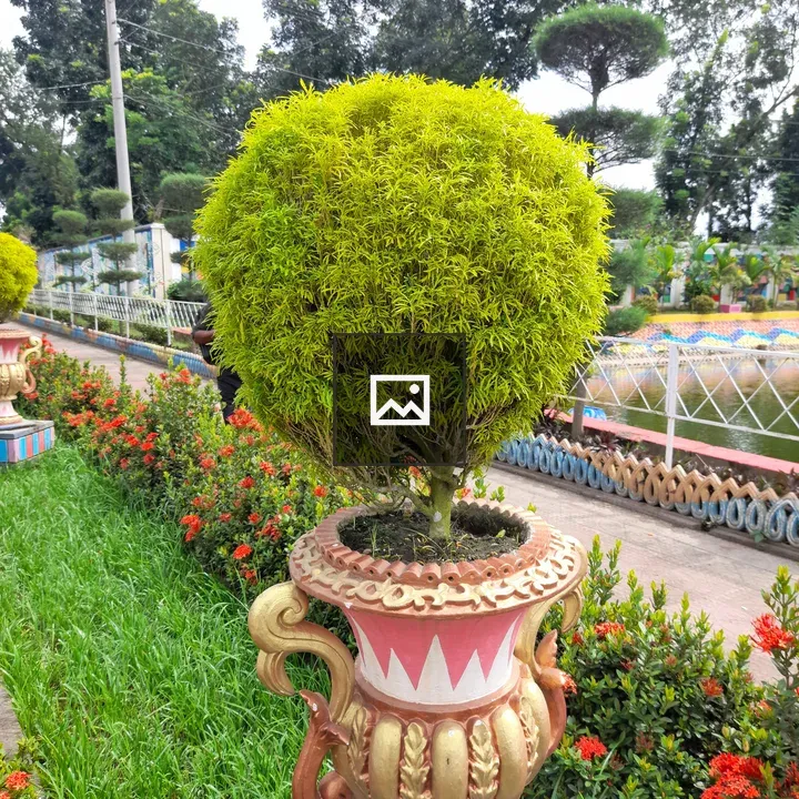 Topiary in Ornate Planter