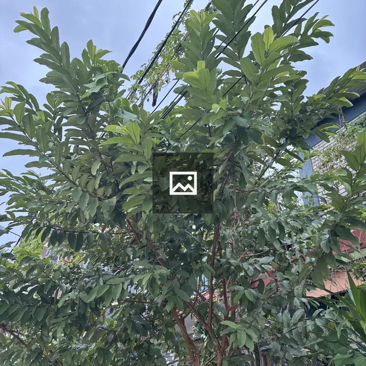 Lush green tree against cloudy sky