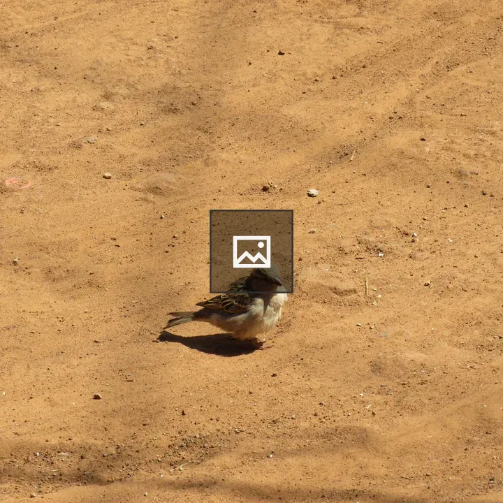 Small brown and grey bird