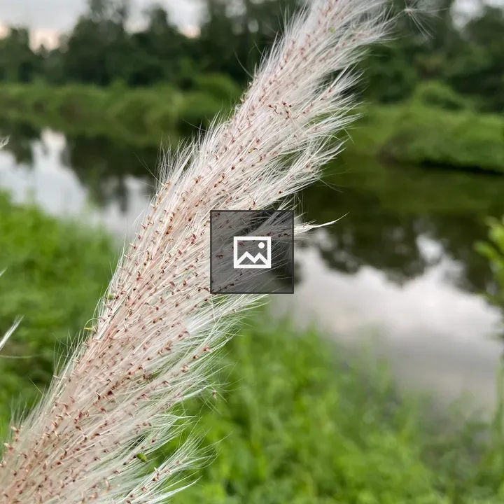 Elephant Grass in Chitwan Forest